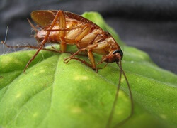 Fressen Papageien Insekten und ihre Larven?? (Sichere Fehler)