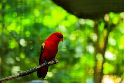 ¿Los loros comen insectos y sus larvas?? (Errores seguros)