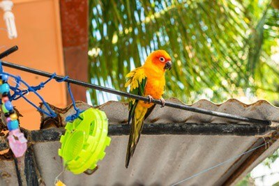 ¿Los loros se aburren?? (Cómo decir + qué hacer al respecto)