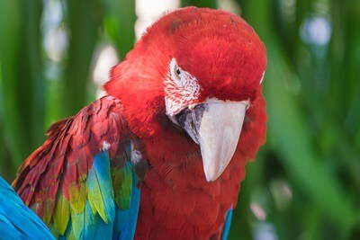 ¿Los loros se ponen celosos?? (Parejas, bebés, mascotas + pájaros)