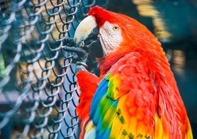 ¿Lluscan los loros?? (Pérdida de bebés, compañero, pájaro, propietario muere)