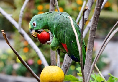 ¿Los loros tienen sentido del gusto??