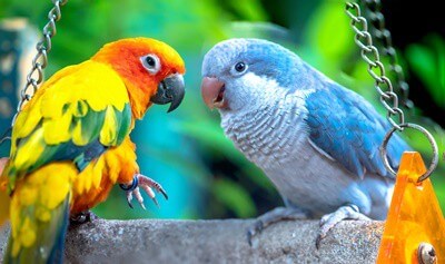 ¿Los loros tienen cuerdas vocales?? (La caja de voz de un pájaro es la Sarinx!)