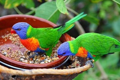 ¿Saben los loros cuándo dejar de comer??