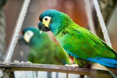 ¿Hacen loros como espejos en su jaula?? (Superficies reflectantes)