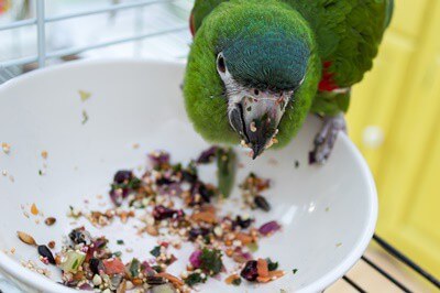 ¿Los loros hacen un desastre?? (Pájaros sucios o limpios?)