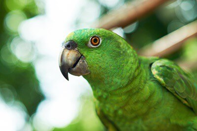 ¿Los loros necesitan sus picos recortados?? (Correcciones de pico)