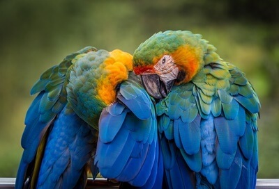 ¿Las plumas de loro arrancadas vuelven a crecer??