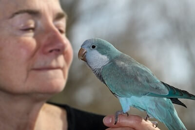 ¿Le gusta acurrucarse los loros a Quaker??