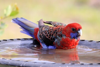 ¿Rosella loros hacen buenas mascotas??