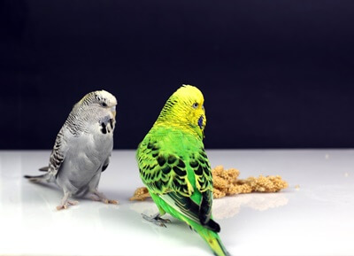 Budgies ingleses vs. Bogidos americanos (formas en que difieren!)