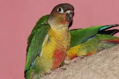 Green Cheek Conure Molting vs. Relleno (diferencias)