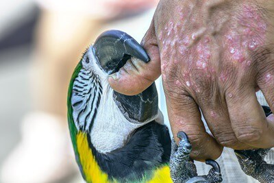 ¿Qué tan mal es una mordida de guacamay?? (Fuerza de mordida, lesiones + pérdida de dedo)