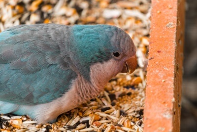 Qué frío es demasiado frío para los loros? (Temperaturas seguras de pájaros)