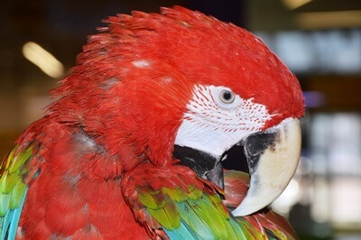 ¿Cómo se promueve el crecimiento de las plumas en loros??