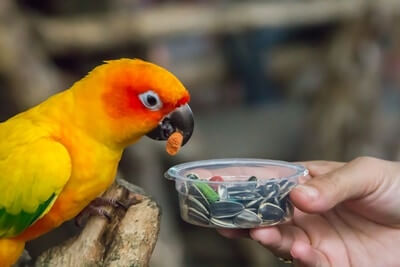 ¿Cómo funciona el sistema digestivo de un loro??