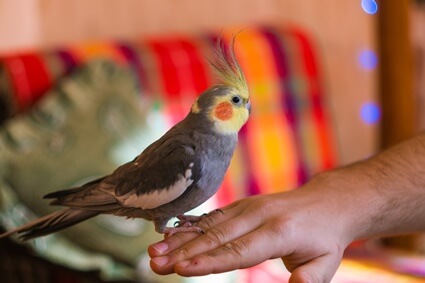 Wie schwer beißen Cockatiels? (Bite Force psi)