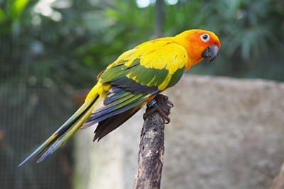 Cuánto tiempo antes de que vuelvan a crecer las alas recortadas de un loro?