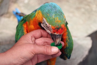 ¿Cuánto tiempo pueden sobrevivir los loros sin agua??