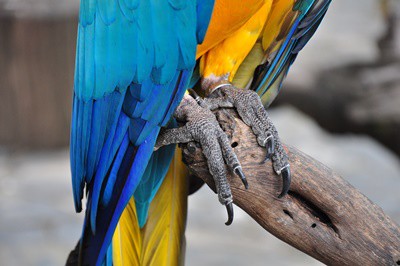 ¿Cuánto tiempo deben ser las garras de un loro??