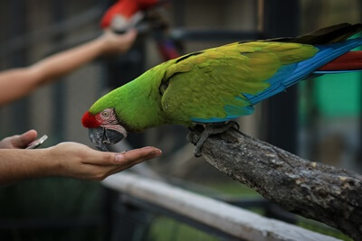 ¿Cuánto chocolate matará a mi loro?? (Toxicidad de teobromina)