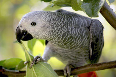 ¿Cuánto cuestan los loros grises africanos??