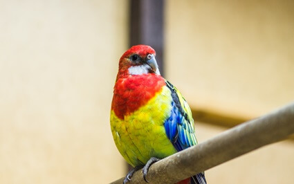 Wie viel kostet ein Rosella -Papageien??