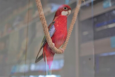 ¿Cuánto cuesta un Rosella Parrot??