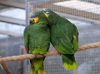 ¿Cuánto sueño necesitan los loros?? (Luces encendidas vs. Oscuridad)