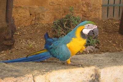 Cómo atraer loros salvajes a su patio, balcón o ventana