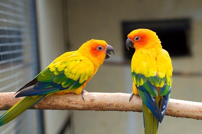 Cómo criar Sun Conures?