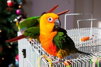 Cómo cuidar un loro de Conure para principiantes