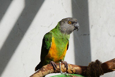 Cómo cuidar un loro de Senegal