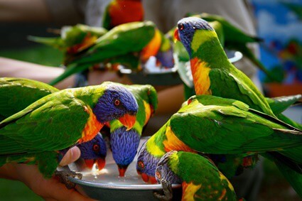 Wie man sich um einen Regenbogen kümmert, Lorikeet