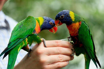 Cómo cuidar un arcoiris lorikeet