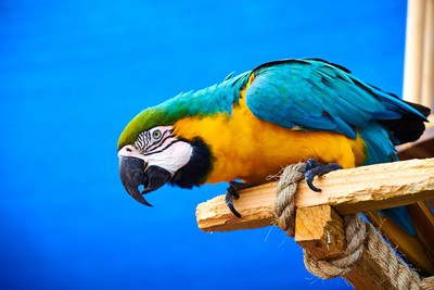 Cómo cuidar los loros de Macaw