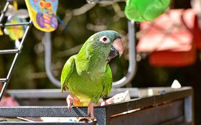 Cómo recuperar la confianza de un loro