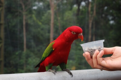 Cómo dejar de proteger los recursos en loros