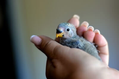 Cómo cuidar a un loro de bebé (desde la cría hasta juvenil)