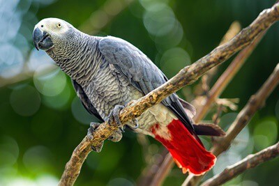 Cómo cuidar los loros grises africanos