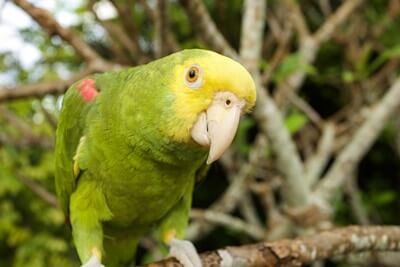 ¿Qué tan bien escuchan los loros?? (Rango de frecuencia de audición)