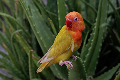 ¿Es seguro el aloe vera para loros??