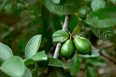 ¿Es la guayaba buena para loros??