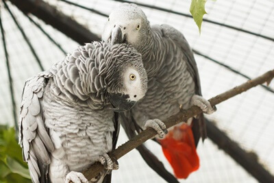 ¿Es mi pellizco gris africano o las plumas de muda??