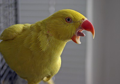 Anatomía y función de la lengua loros explicados!