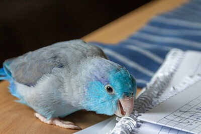 Parrotlet Beak Health: una guía de atención para principiantes!