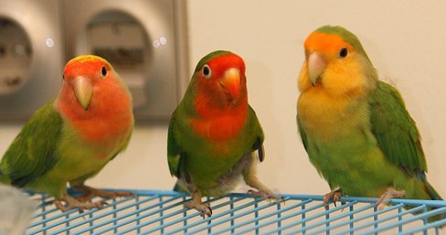 Pfirsich sah Lovebird gegenüber