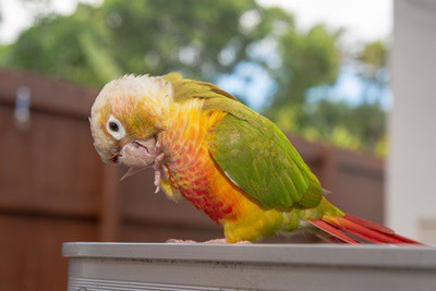 Información de conure la mejilla verde de piña (con imágenes)