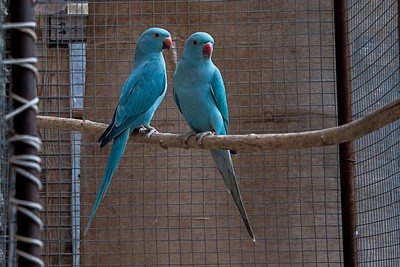 ¿Debo cubrir la jaula de mi loro por la noche con una manta??