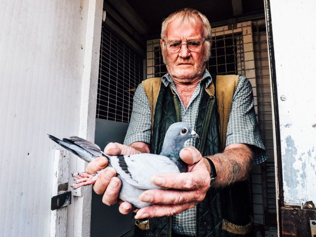 Die verblüffende Wahrheit über Vögel in Schock (& ​​Behandlung)